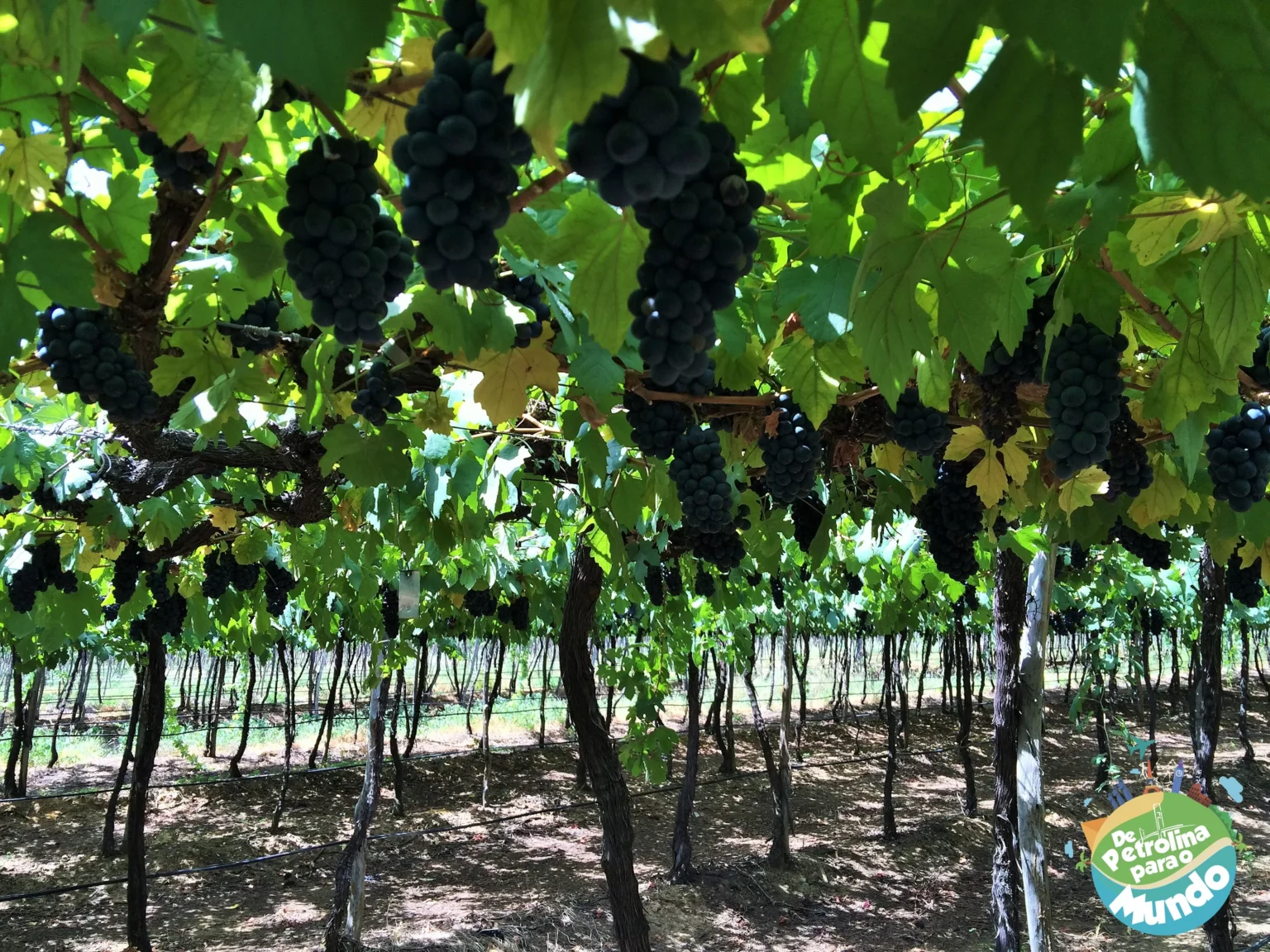 Parreirais das Vinicolas de Lagoa Grande - PE (1)